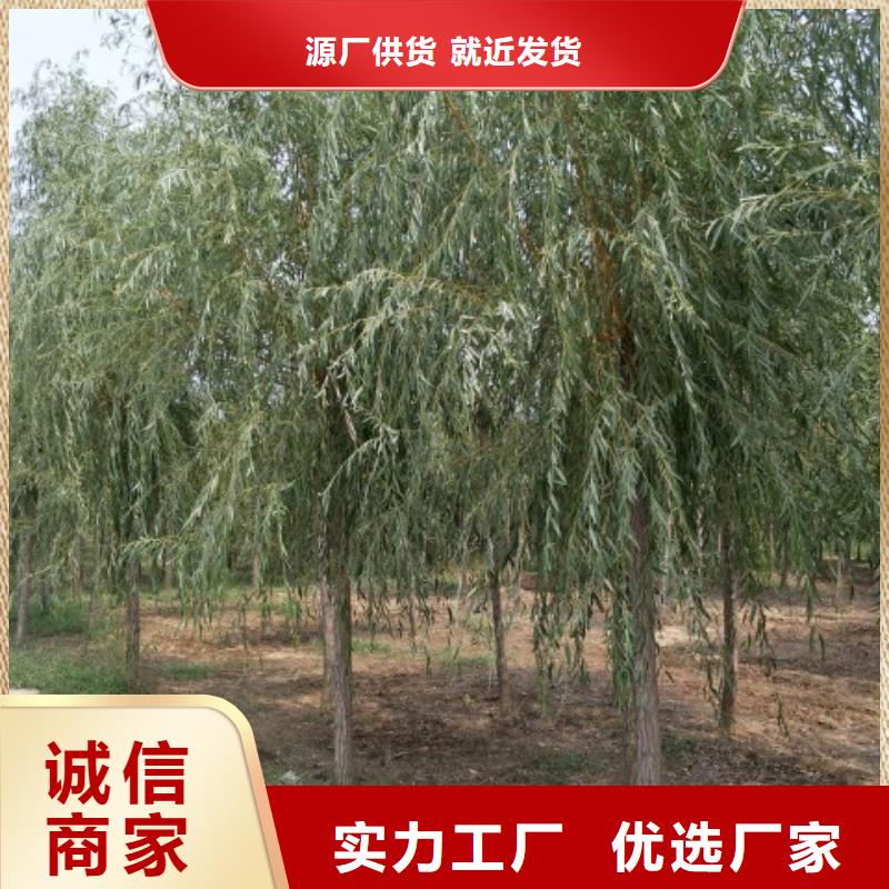 【图】柳树厂家批发