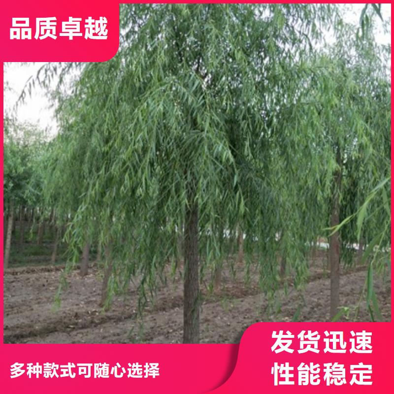 生产柳树质量可靠的厂家