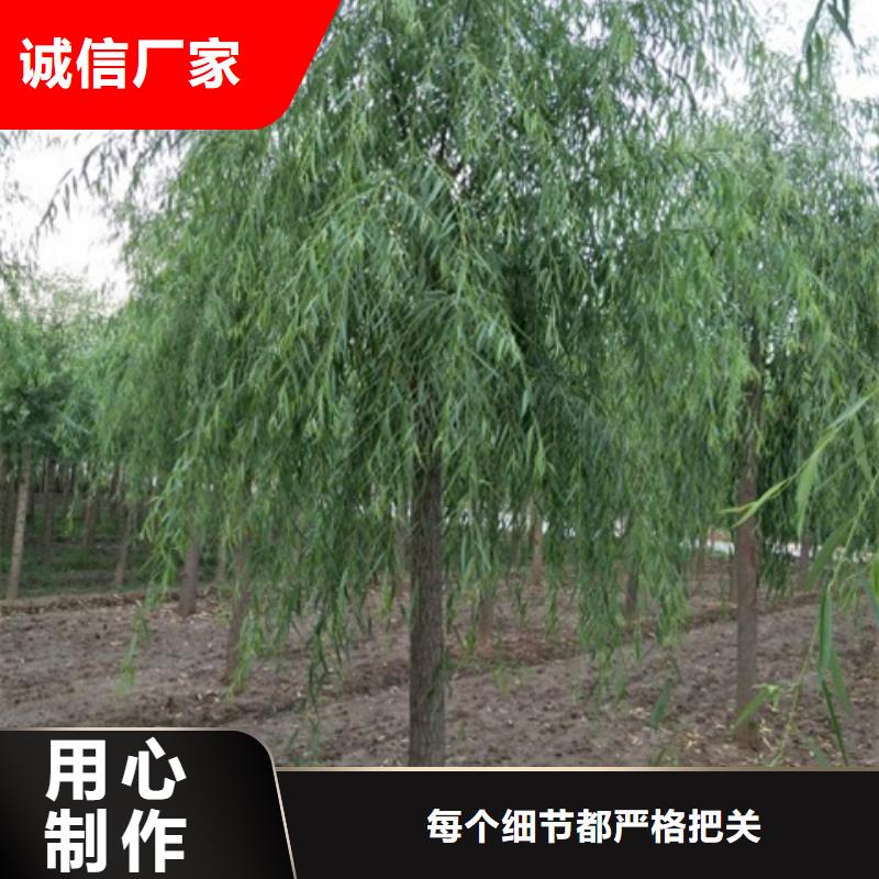柳树供应商求48小时发货