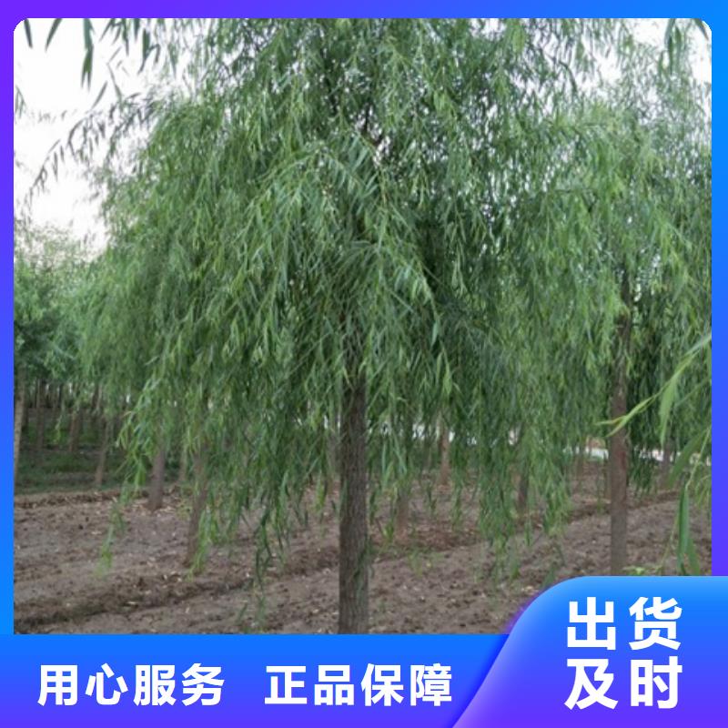 批发柳树_厂家/供应货真价实