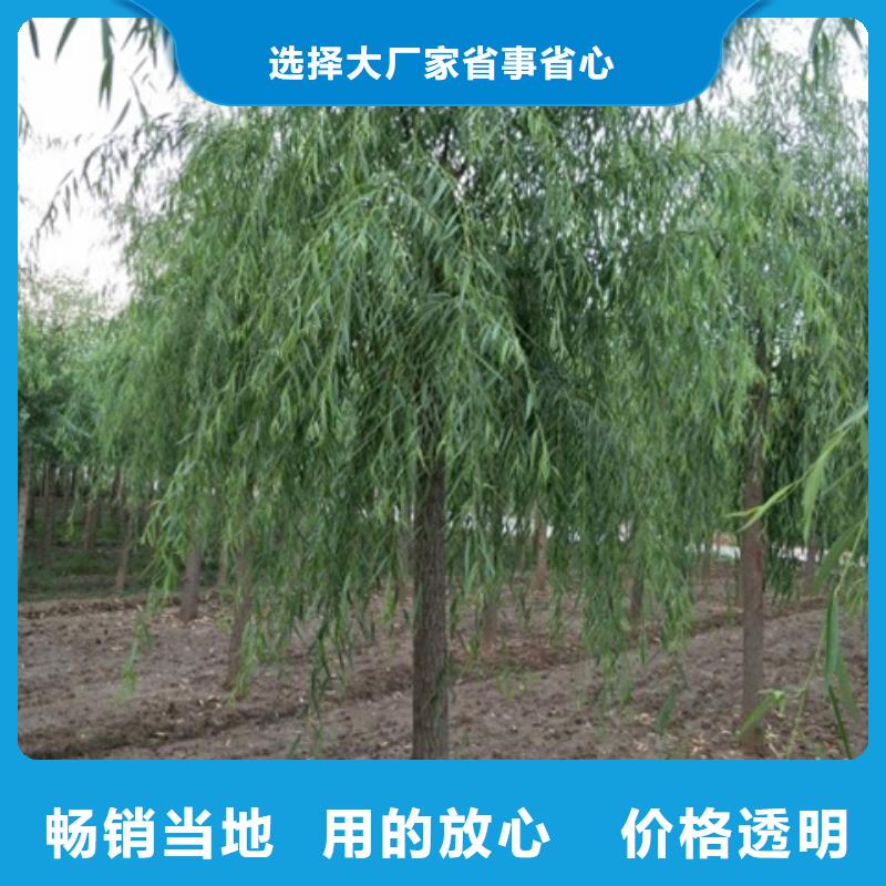 #柳树#-重信誉厂家厂家新品