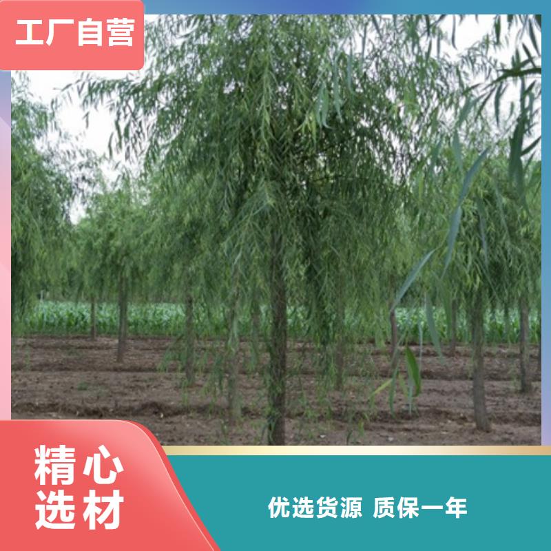 柳树-柳树价格实惠