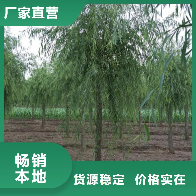 柳树、柳树厂家直销_大量现货