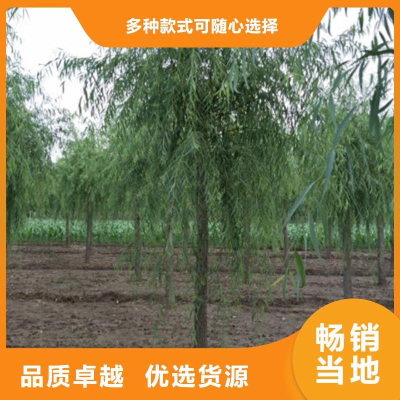 诚信的柳树厂家