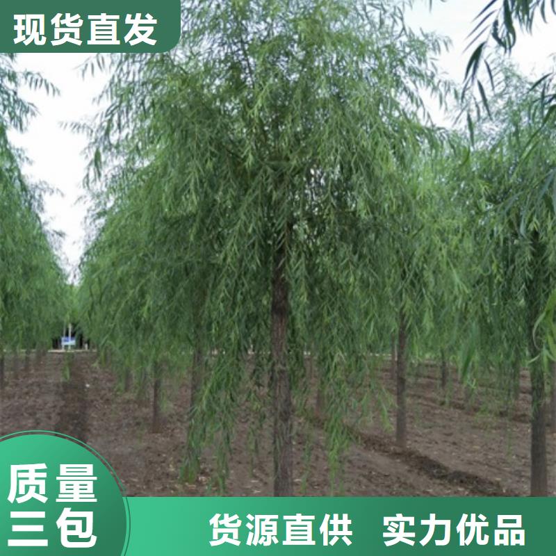 柳树多重优惠同城生产商