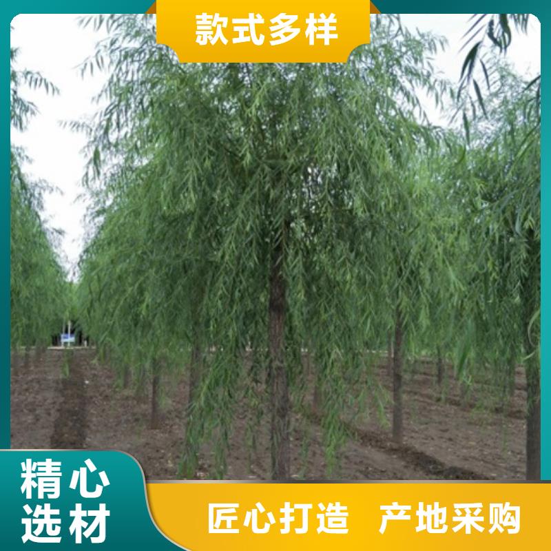 可定制的柳树供应商本地生产商