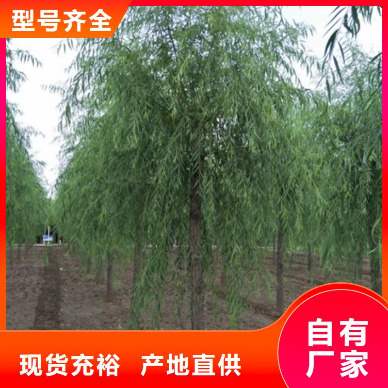 柳树本地厂家优选原材