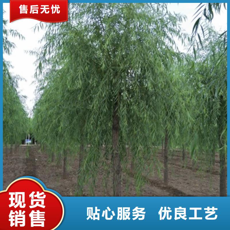 柳树-高质量柳树
