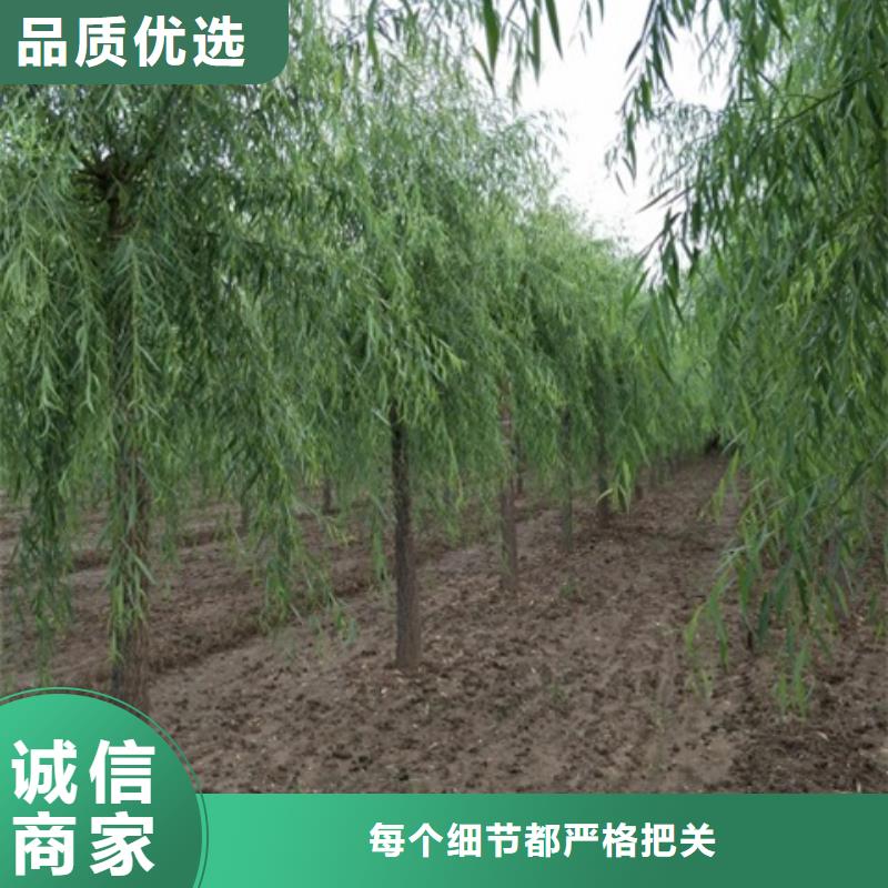 柳树口碑好当地厂家值得信赖