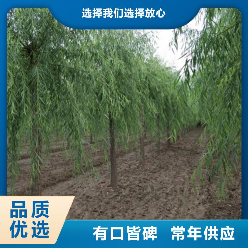 柳树服务贴心