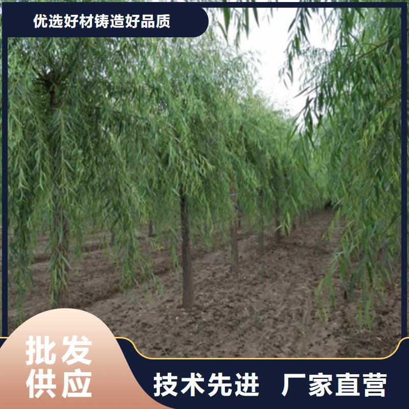 服务周到的柳树厂家实力厂商