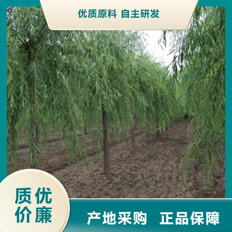 柳树质量可靠的厂家同城制造商