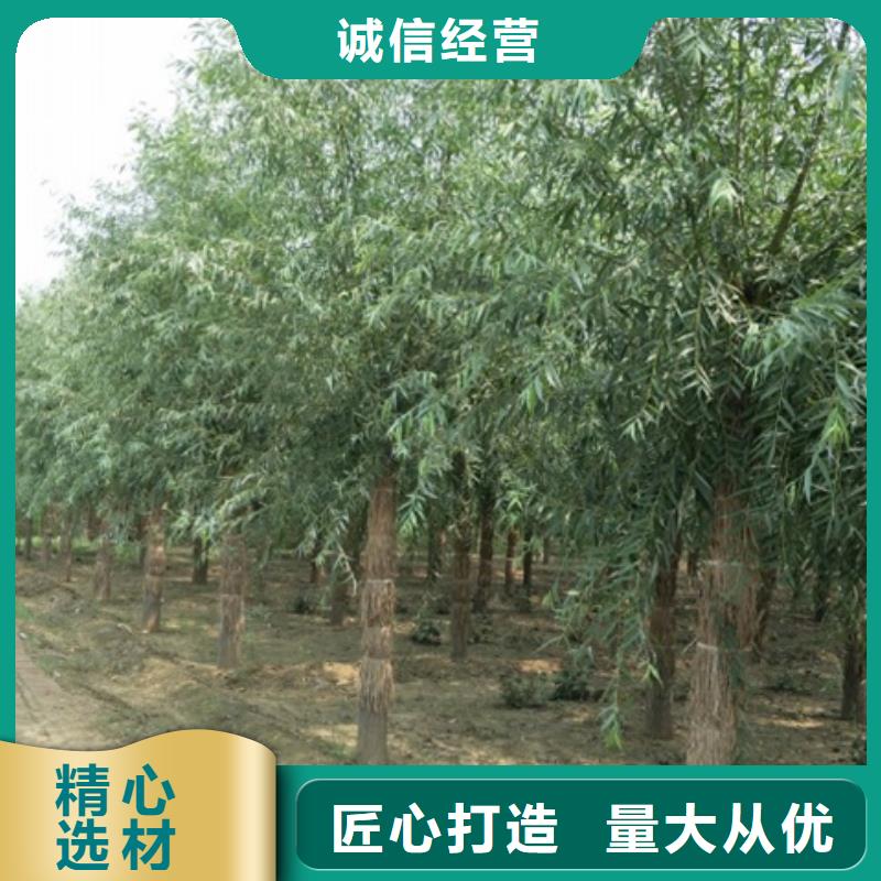 柳树热销货源实力公司