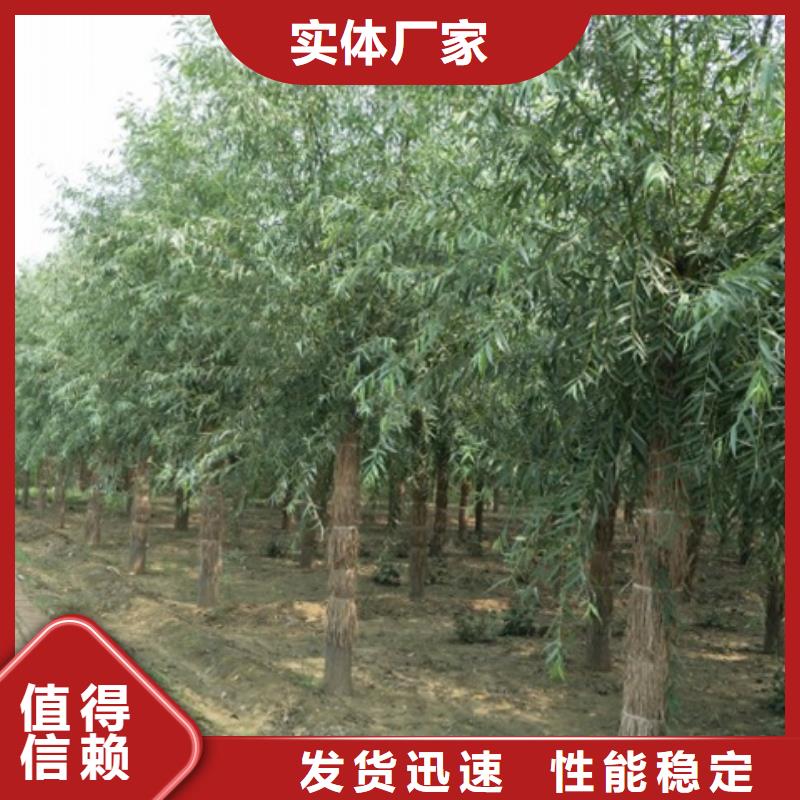 柳树-好品质、放心买