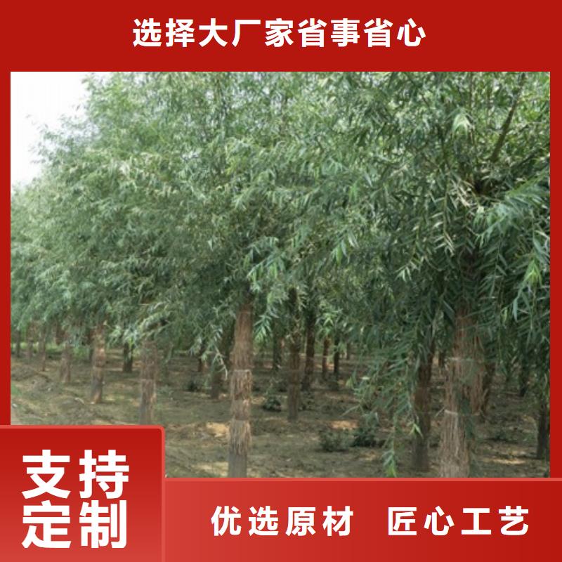 柳树多规格可选择