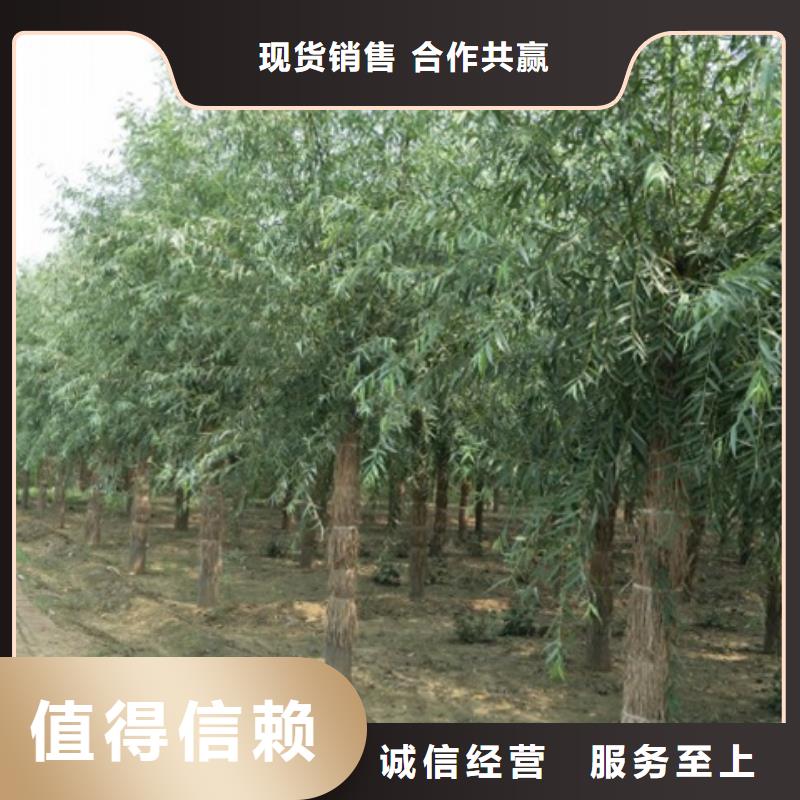 柳树质量好价格优本地供应商