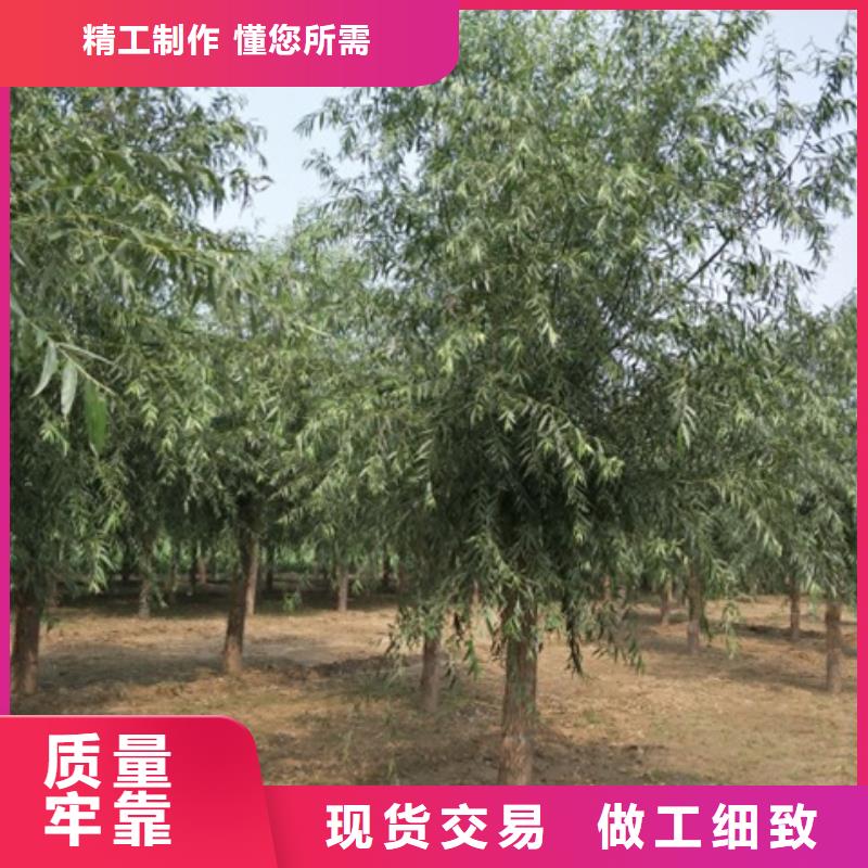 柳树-诚信立足