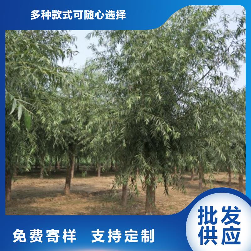 柳树施工方案货真价实