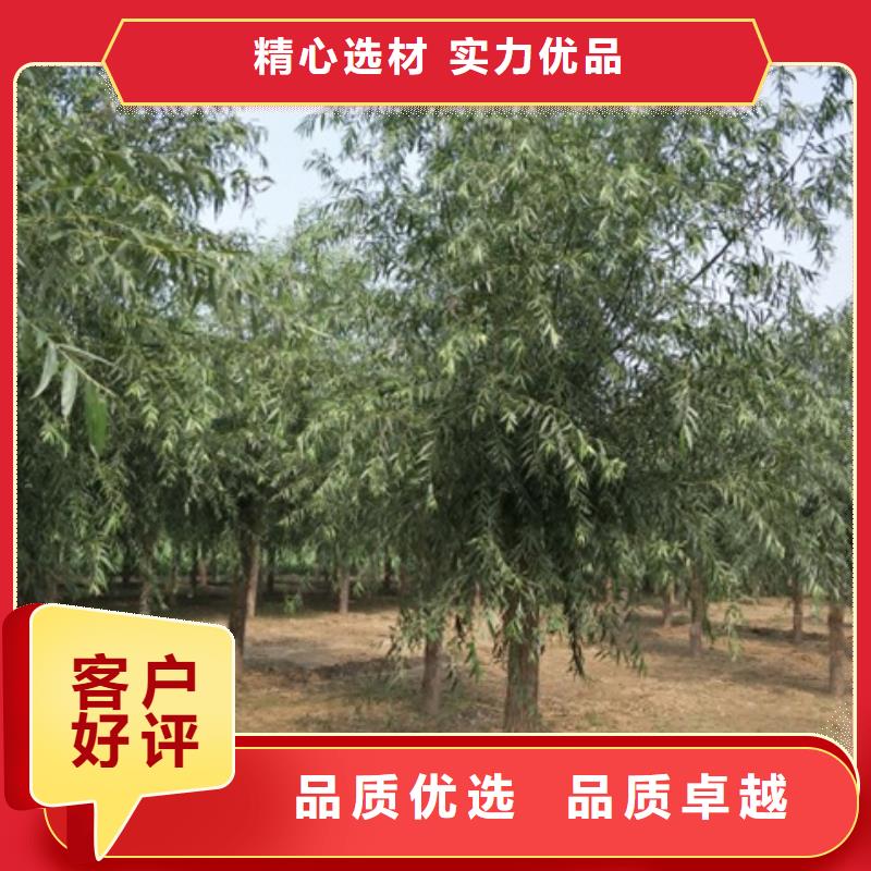 ​柳树-您身边的柳树厂家当地服务商