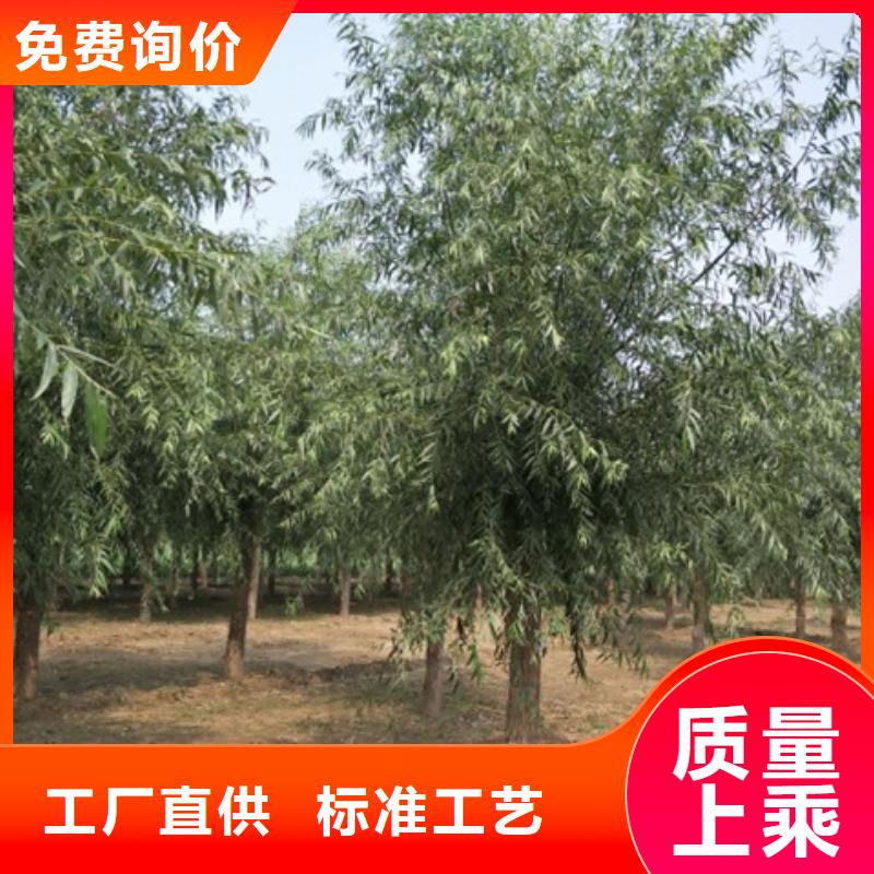 卖柳树的批发商当地制造商