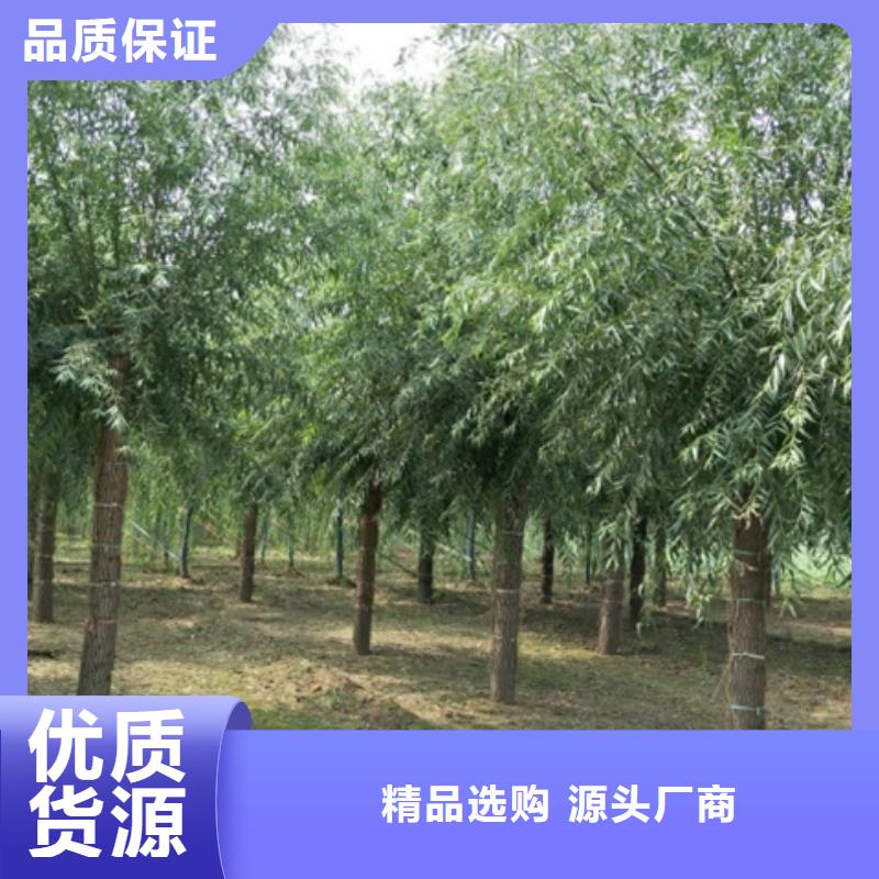 专业销售柳树-现货供应同城服务商