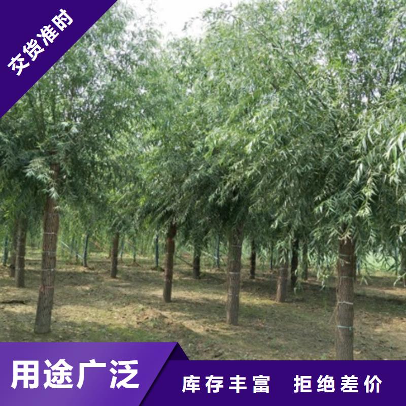 柳树用途广产地批发