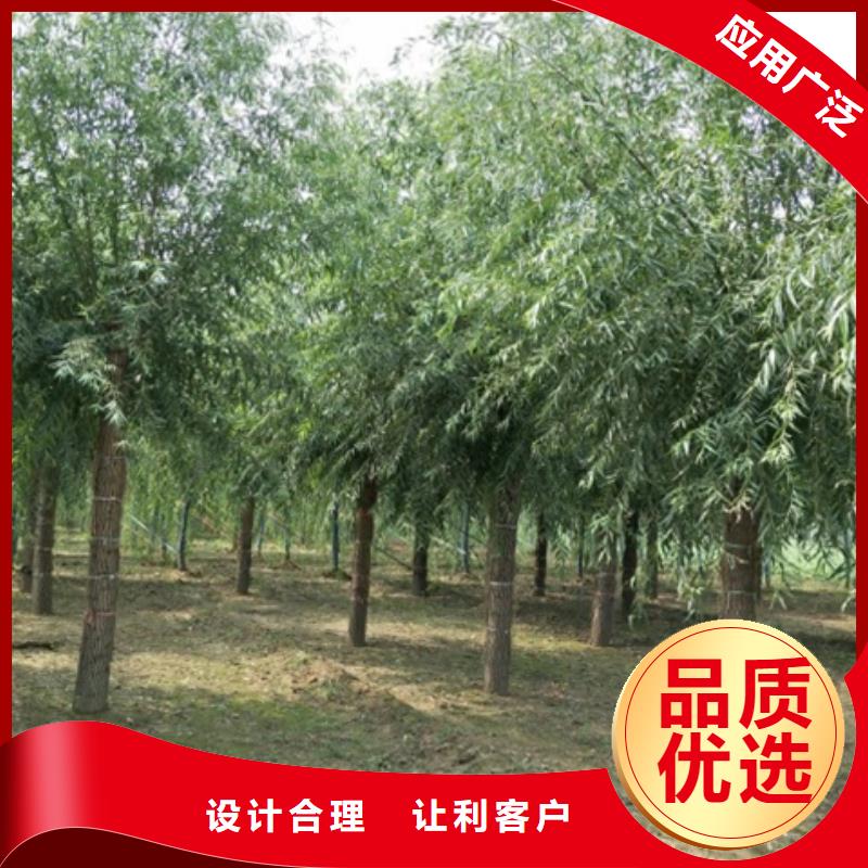 柳树-大家一致的选择！