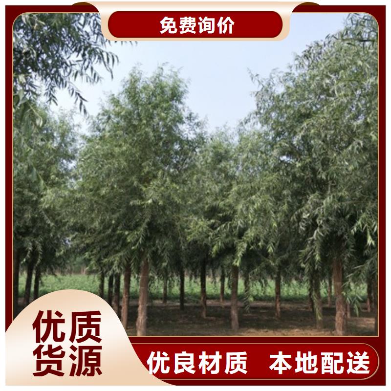 柳树优选品质厂家品质好才是硬道理
