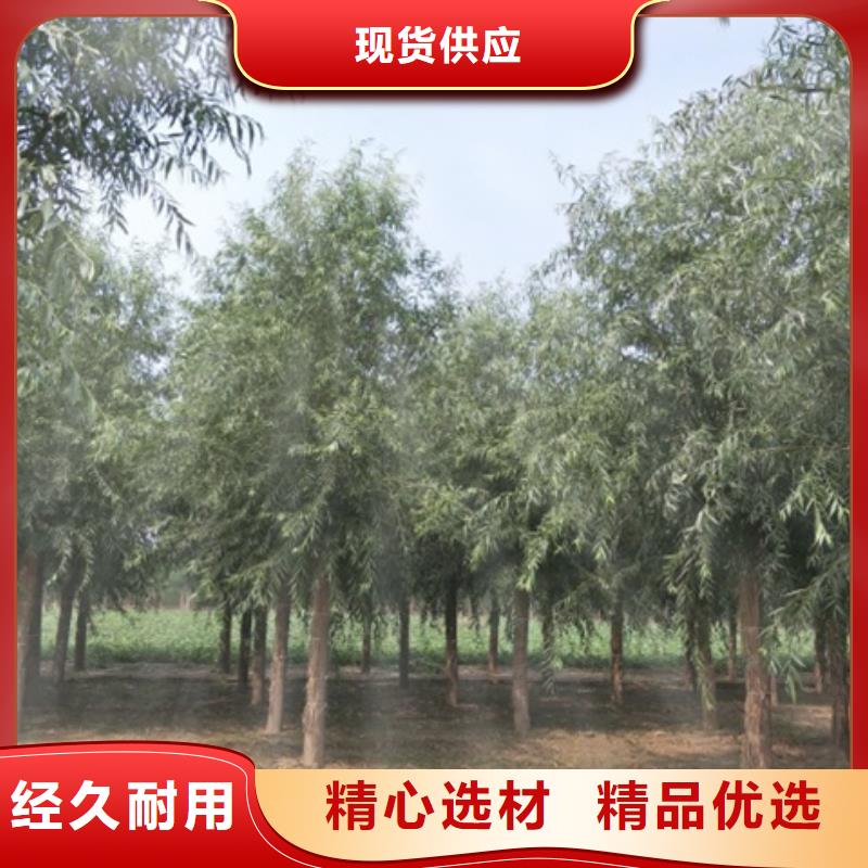 诚信的柳树厂家