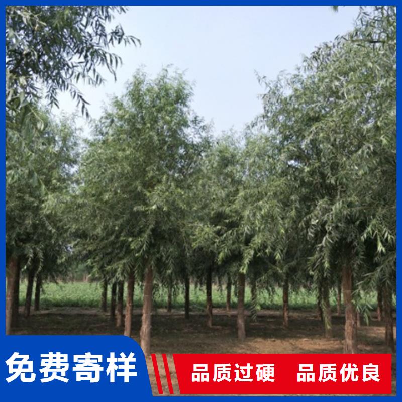 柳树验货合格