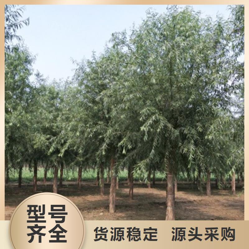#柳树#-可定制当地公司