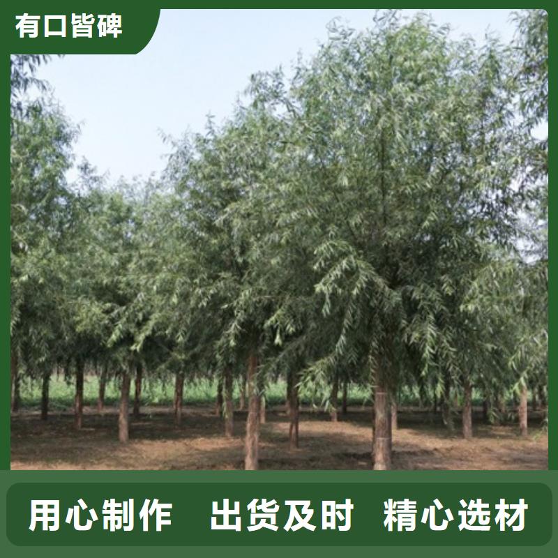 柳树视频展示货源稳定