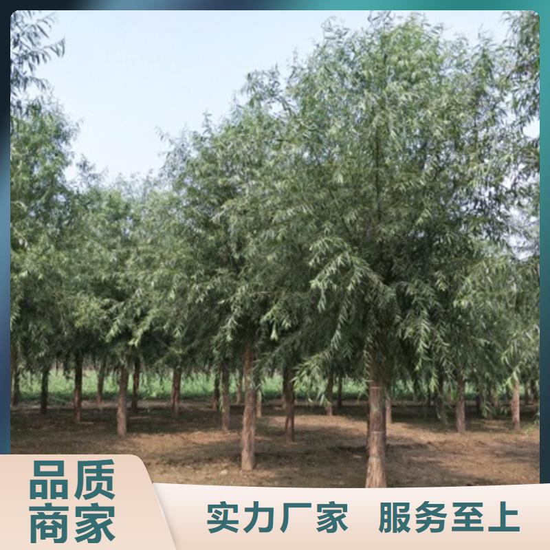 柳树施工安装本地货源