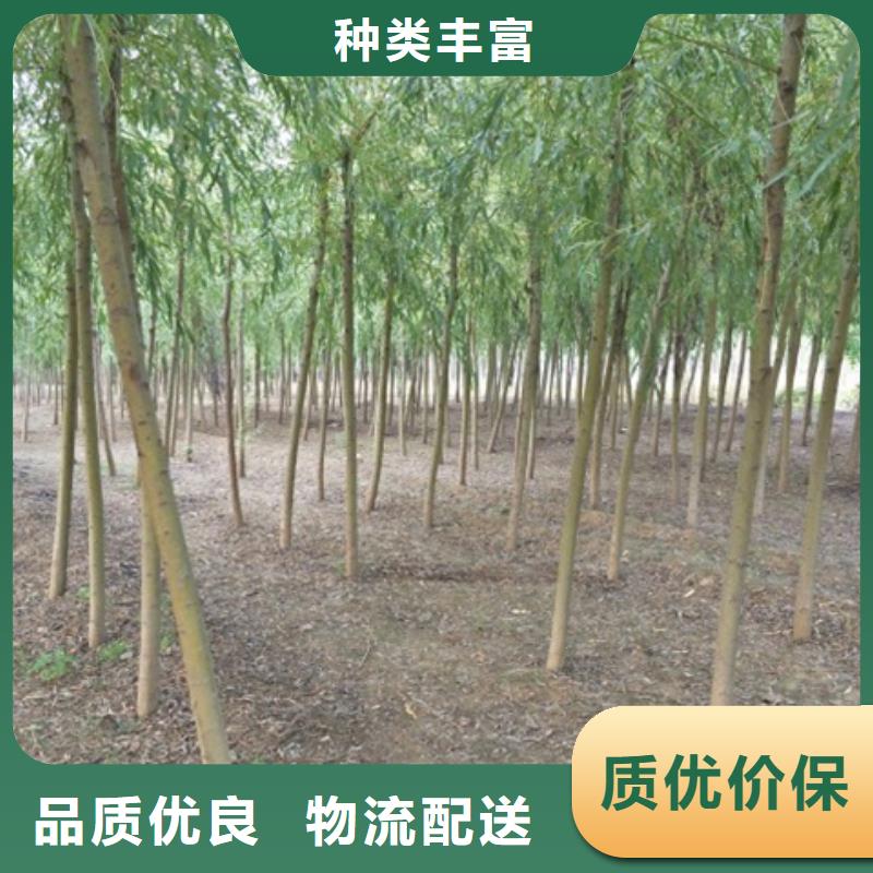 柳树公司-价格