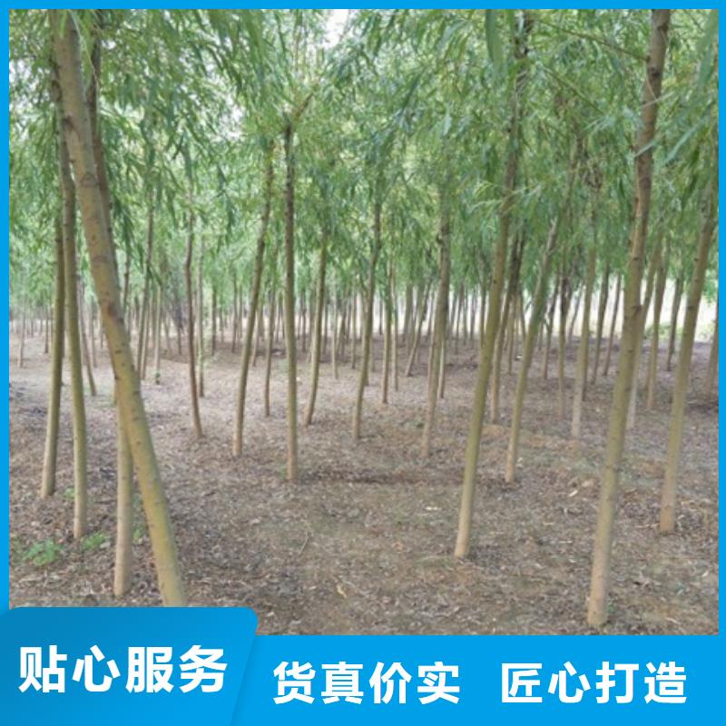 柳树工艺精湛