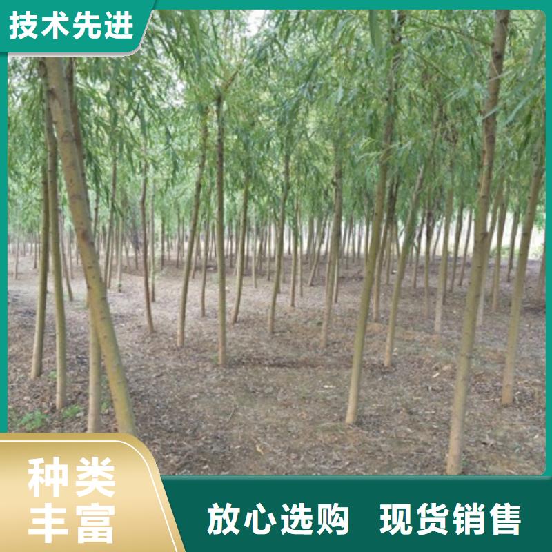 柳树有现货也可定制快捷物流