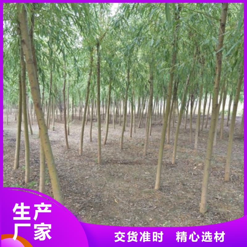 重信誉柳树供货厂家本地供应商