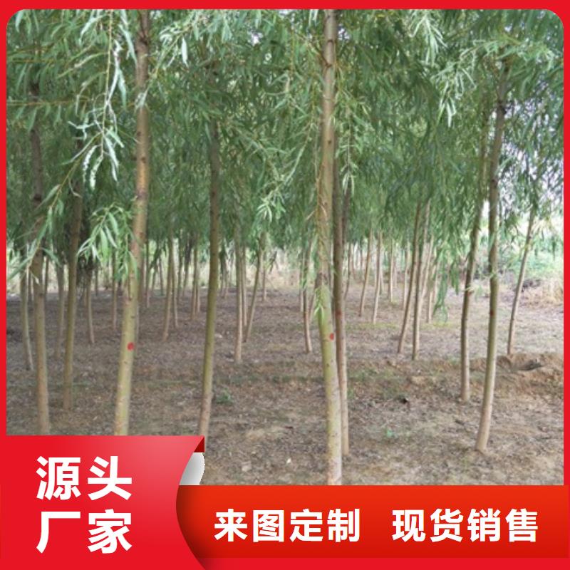 柳树-厂家为您在线服务
