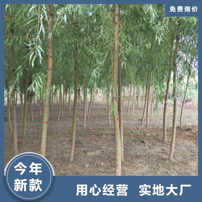 柳树-联系方式同城制造商