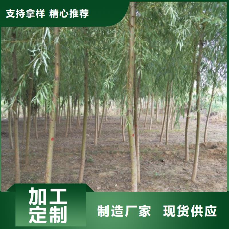 柳树销售厂家实力厂家