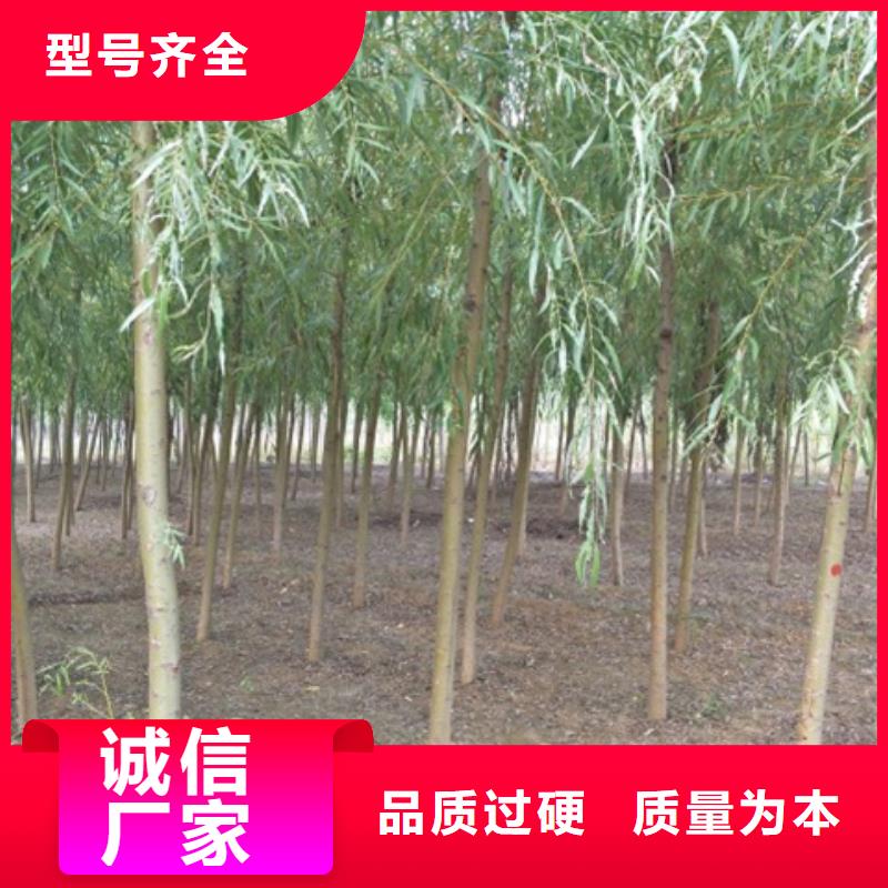 2025质优价廉#柳树制造商#来图定制我们更专业