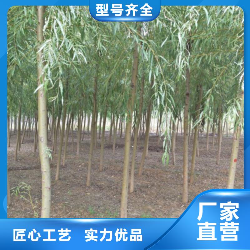 批发柳树的经销商自营品质有保障