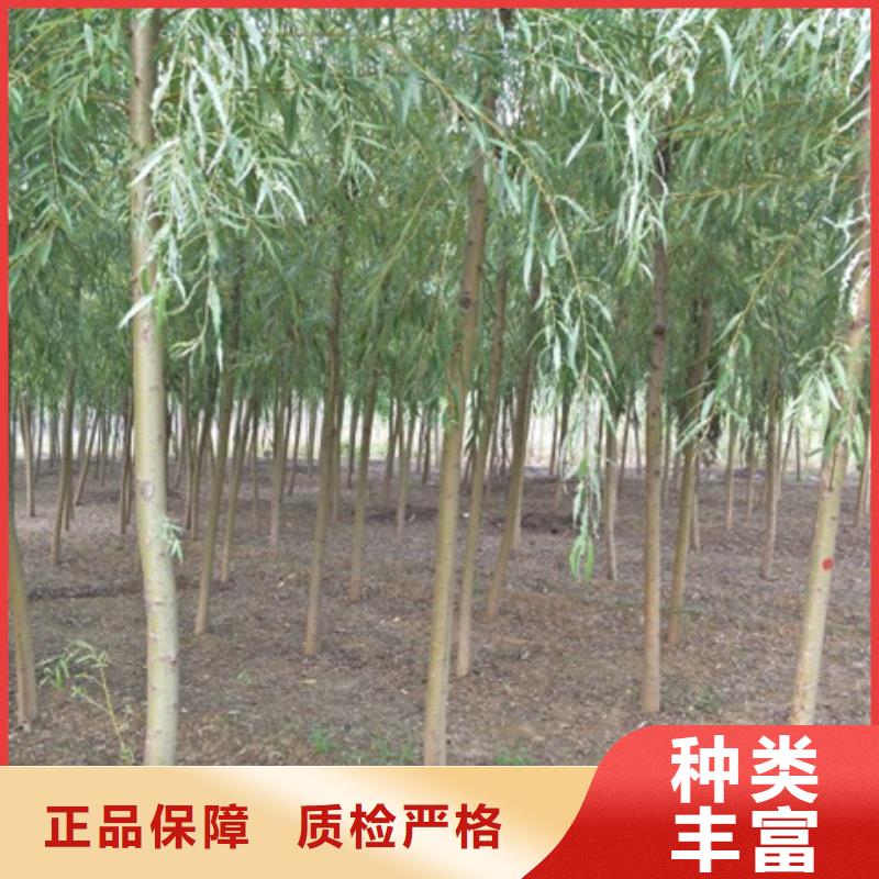 柳树工艺精致选择大厂家省事省心
