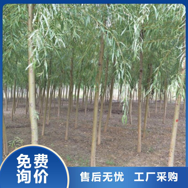 柳树原厂