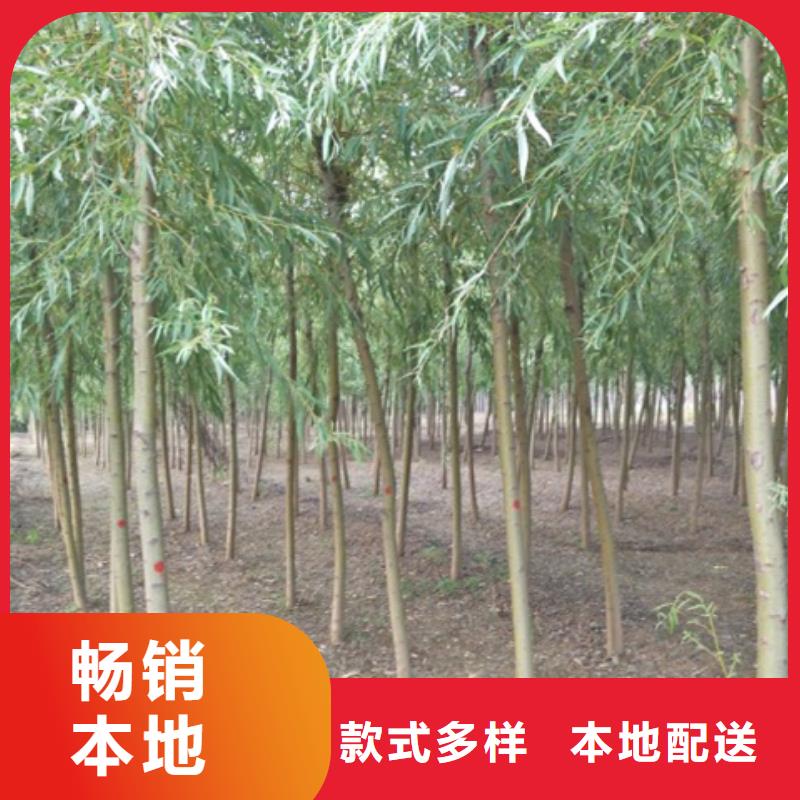 柳树可靠的商家值得买
