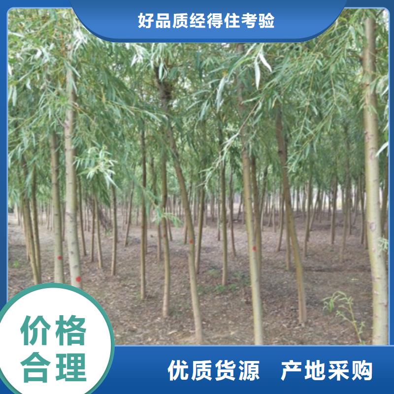 有现货的柳树本地厂家同城服务商