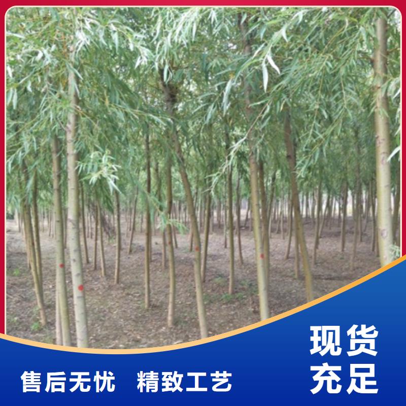 供应批发柳树-大型厂家同城生产商
