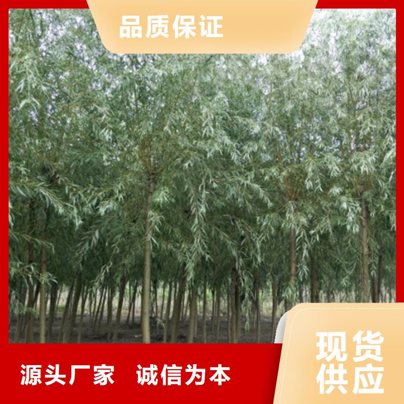 柳樹-廠家直供