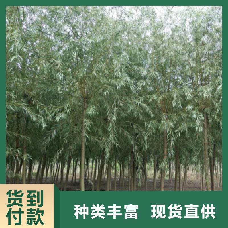 柳树现货厂家同城生产厂家