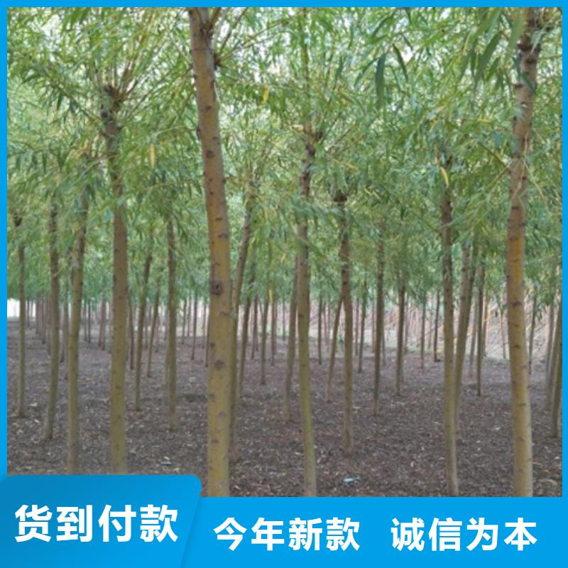 柳树厂家好品质同城厂家